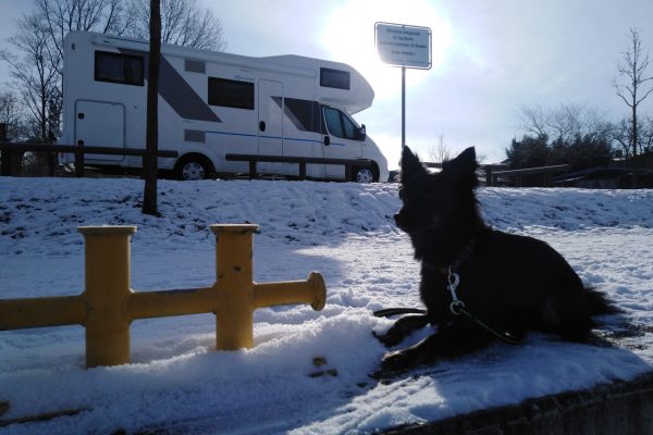 Winter mit Hund